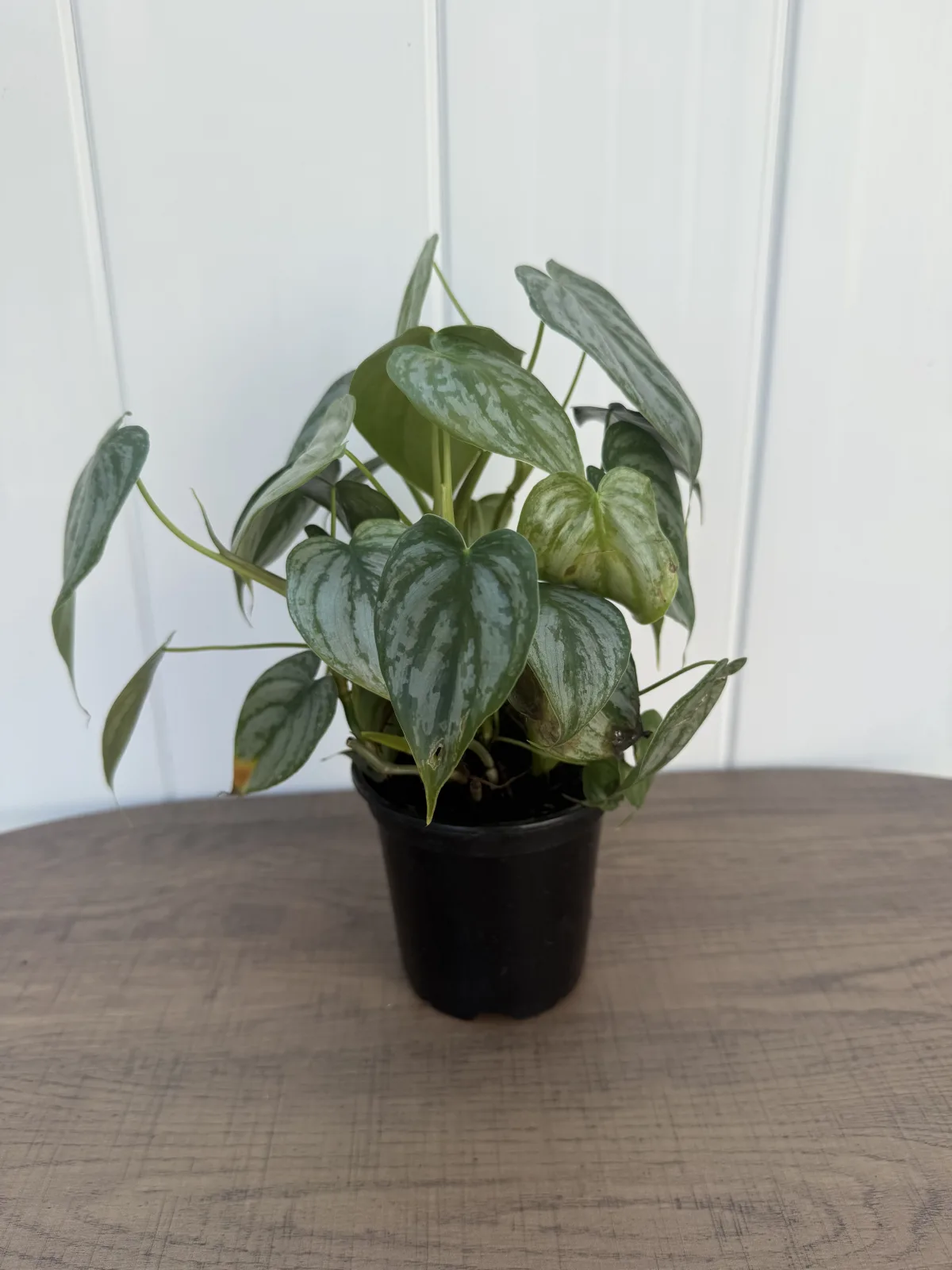 Philodendron Brandi