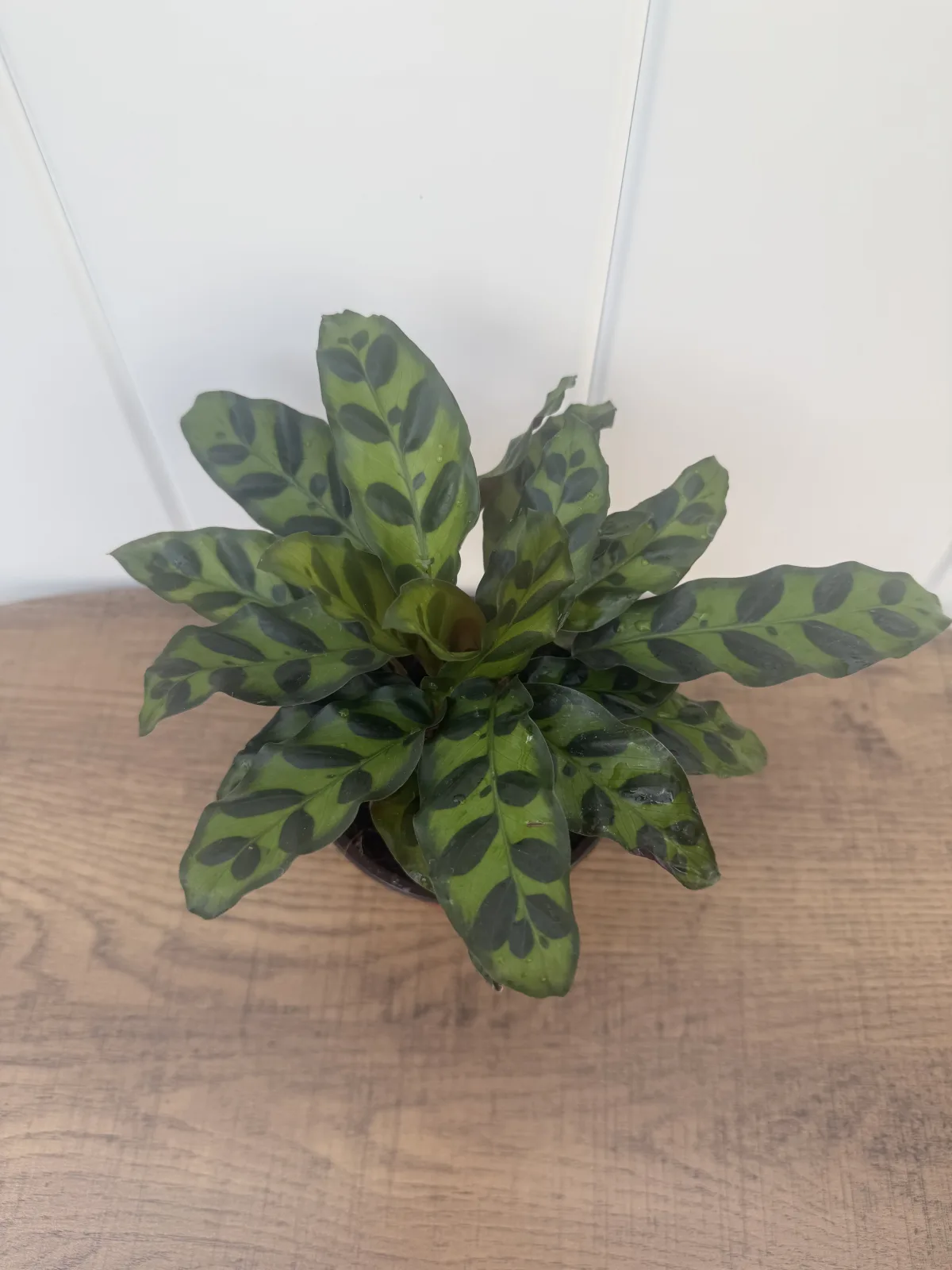 Rattlesnake Plant photo 2