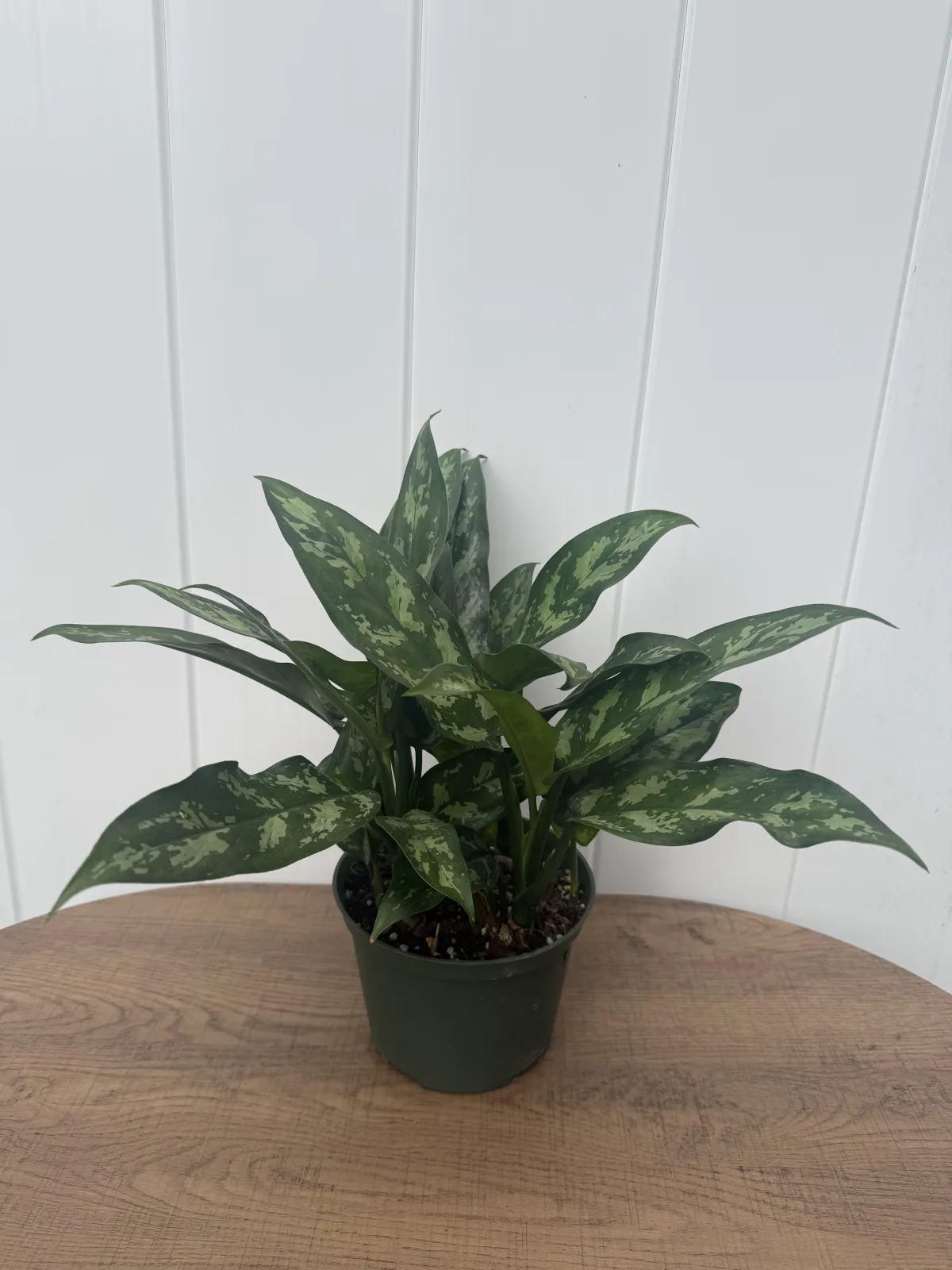Maria Chinese Evergreen