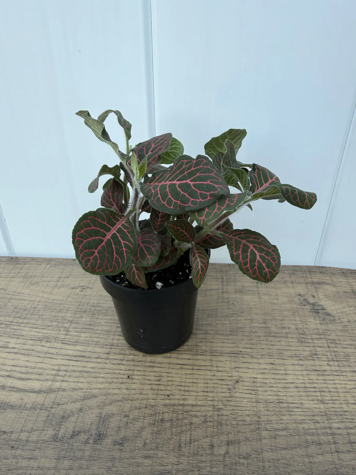 Red Nerve Plant photo 2