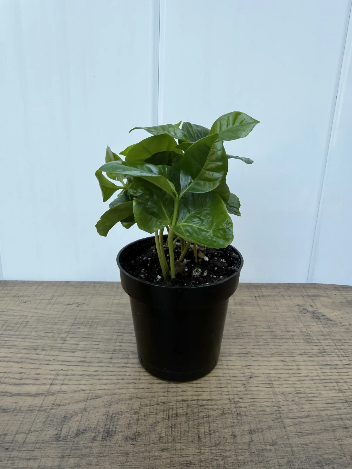 Coffee Plant photo 2