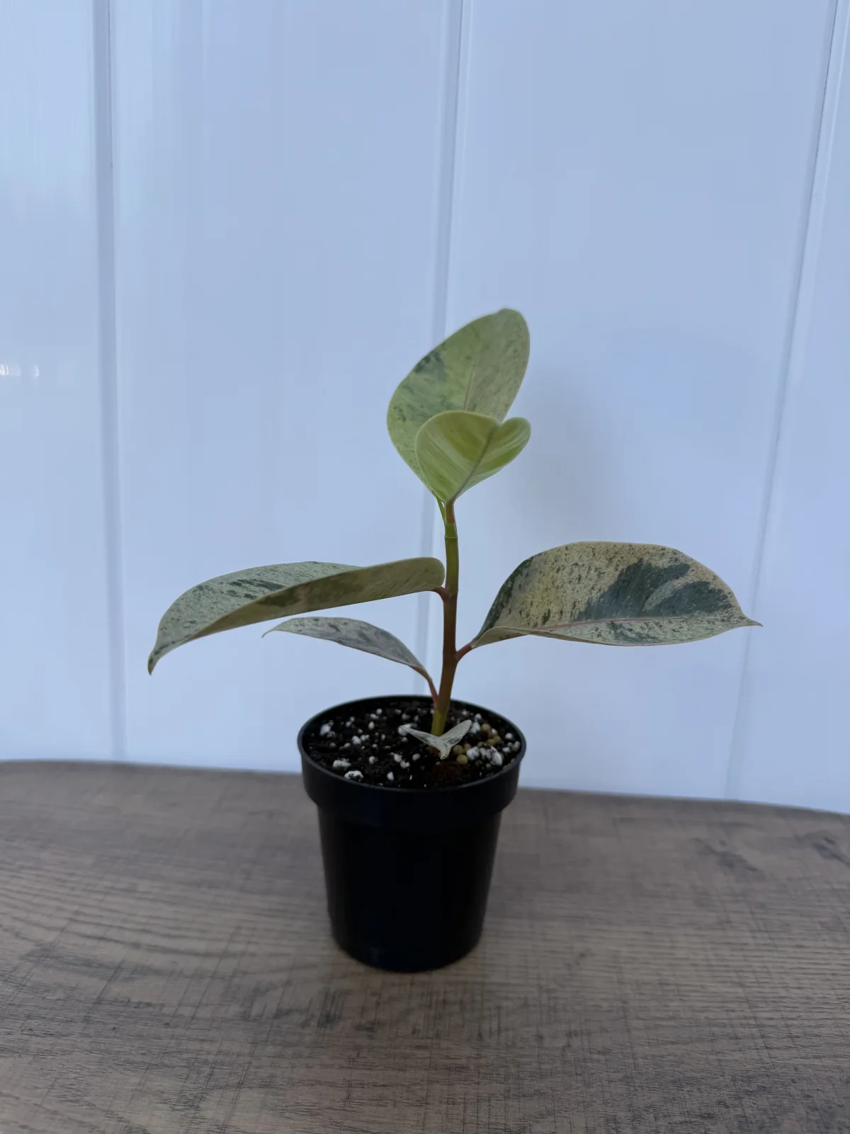 Moonshine Rubber Plant photo 2