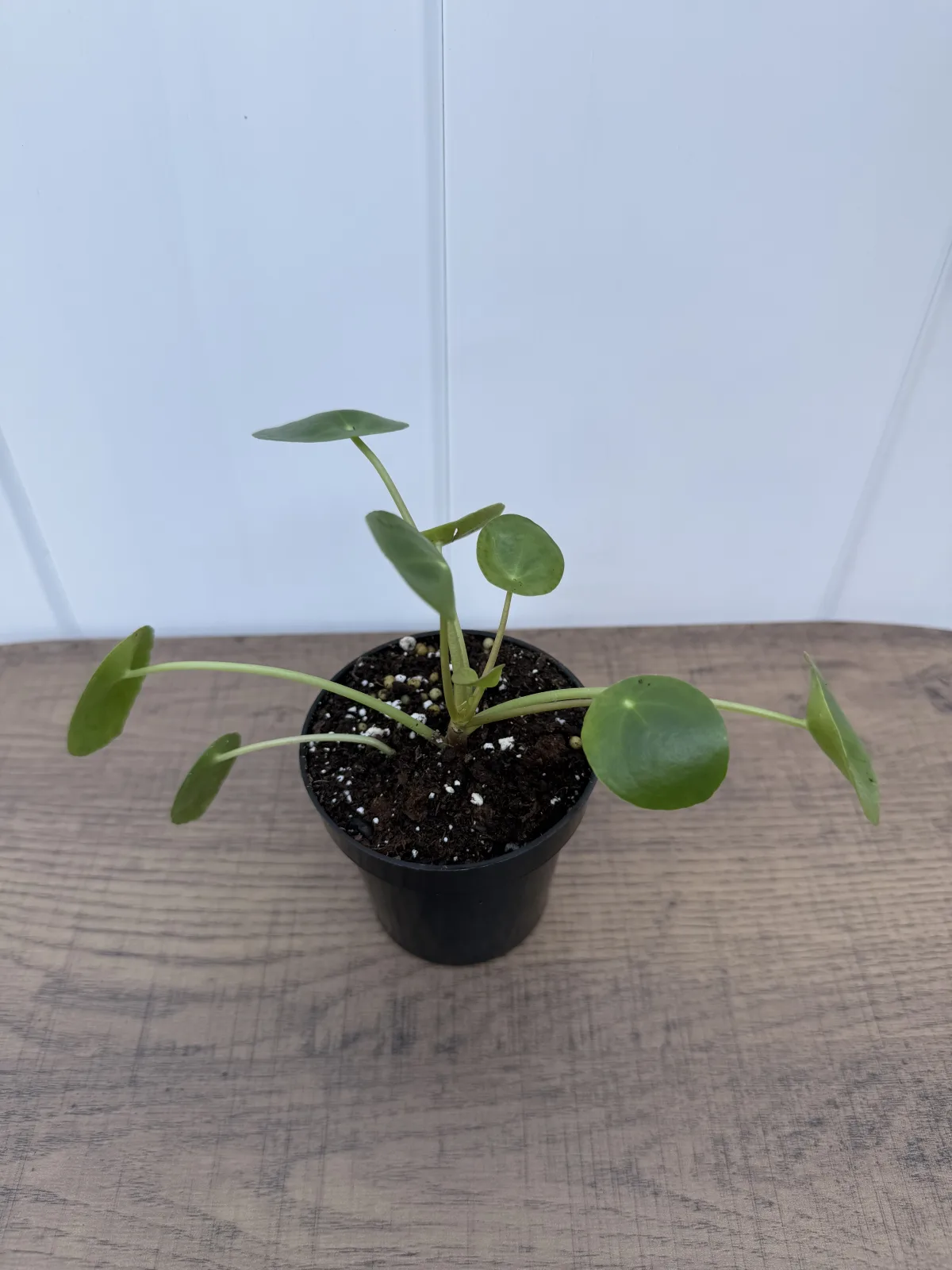 Chinese Money Plant photo 2