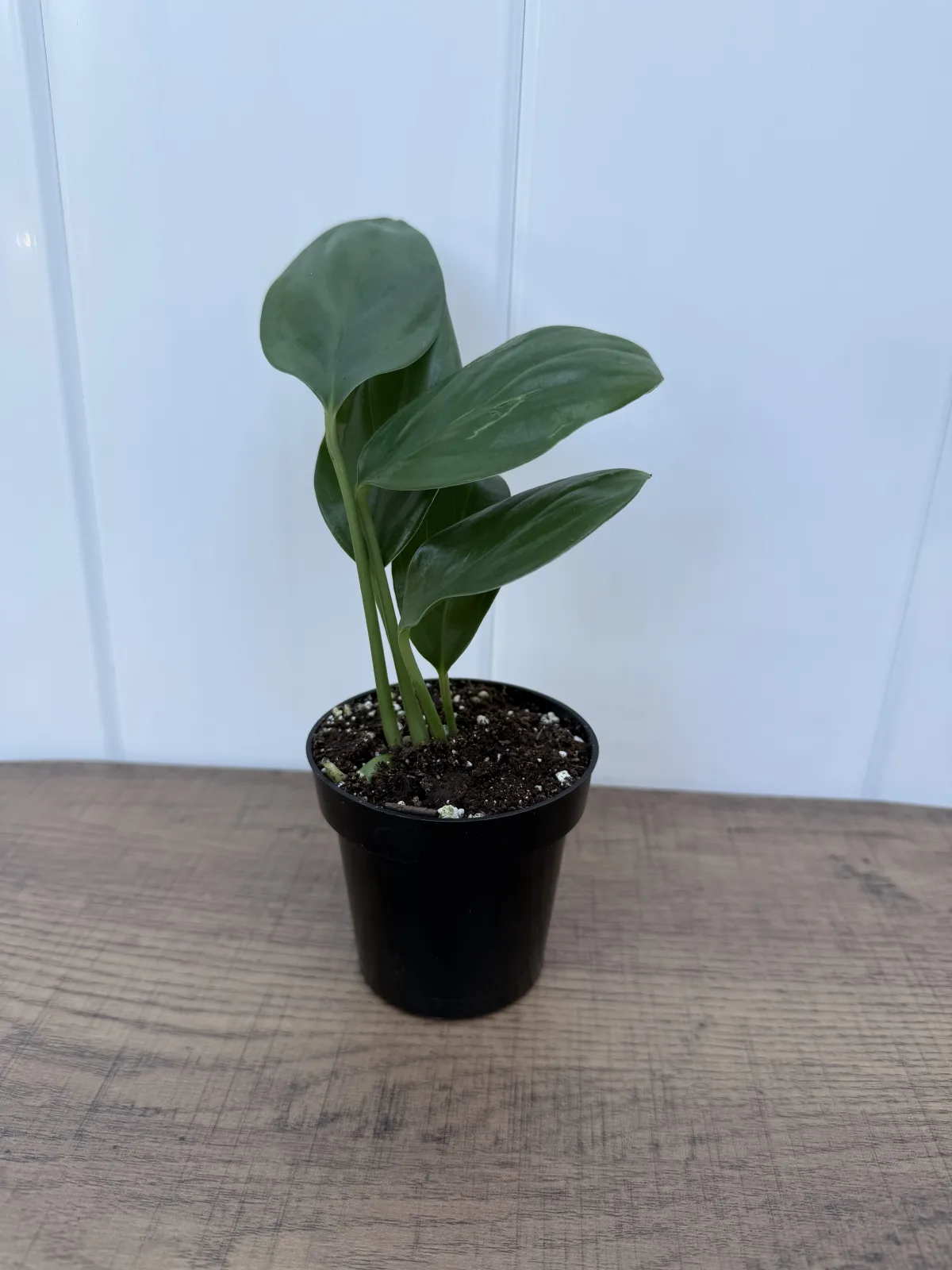 Dragon Tail Plant
