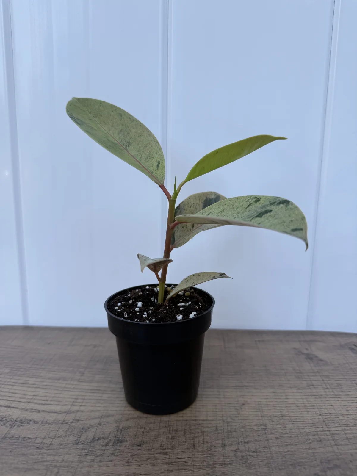 Moonshine Rubber Plant