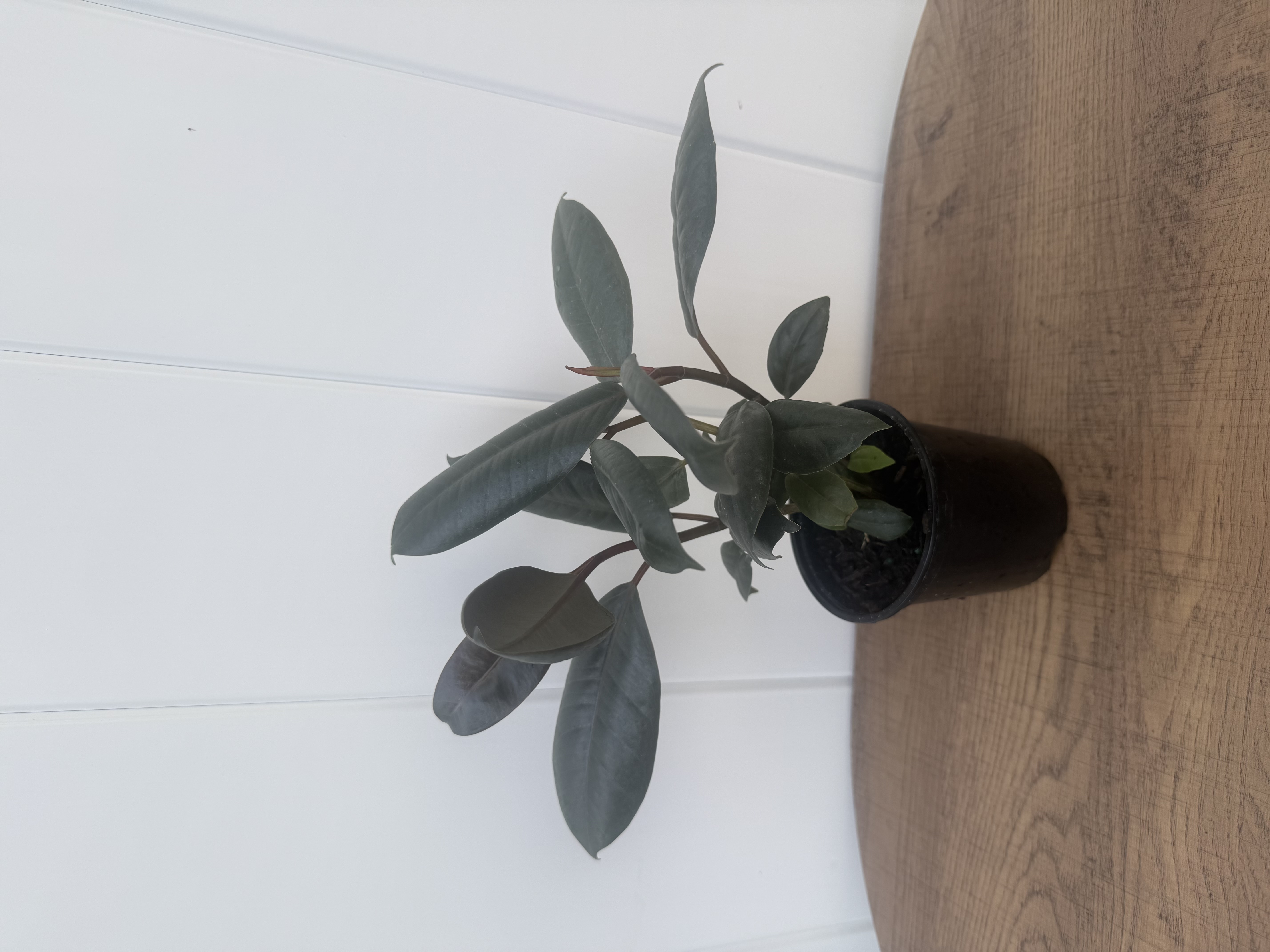 Burgundy Rubber Plant