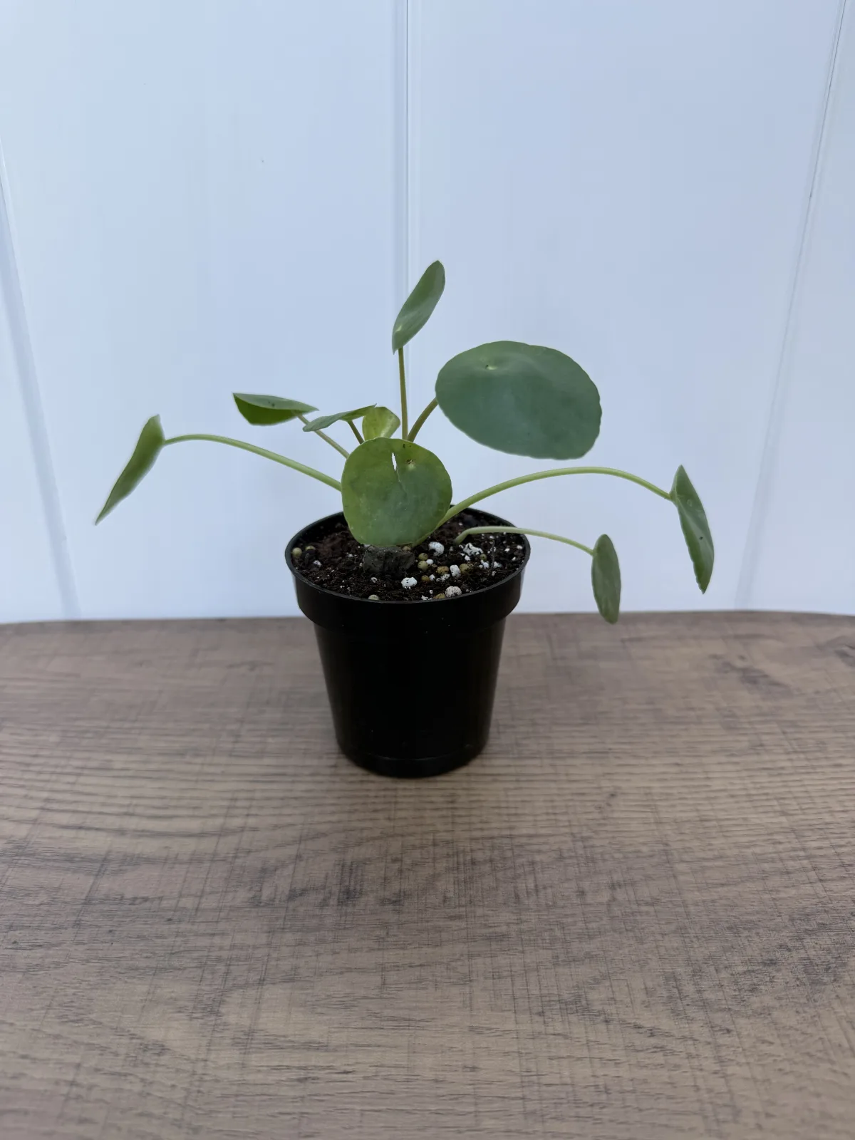 Chinese Money Plant