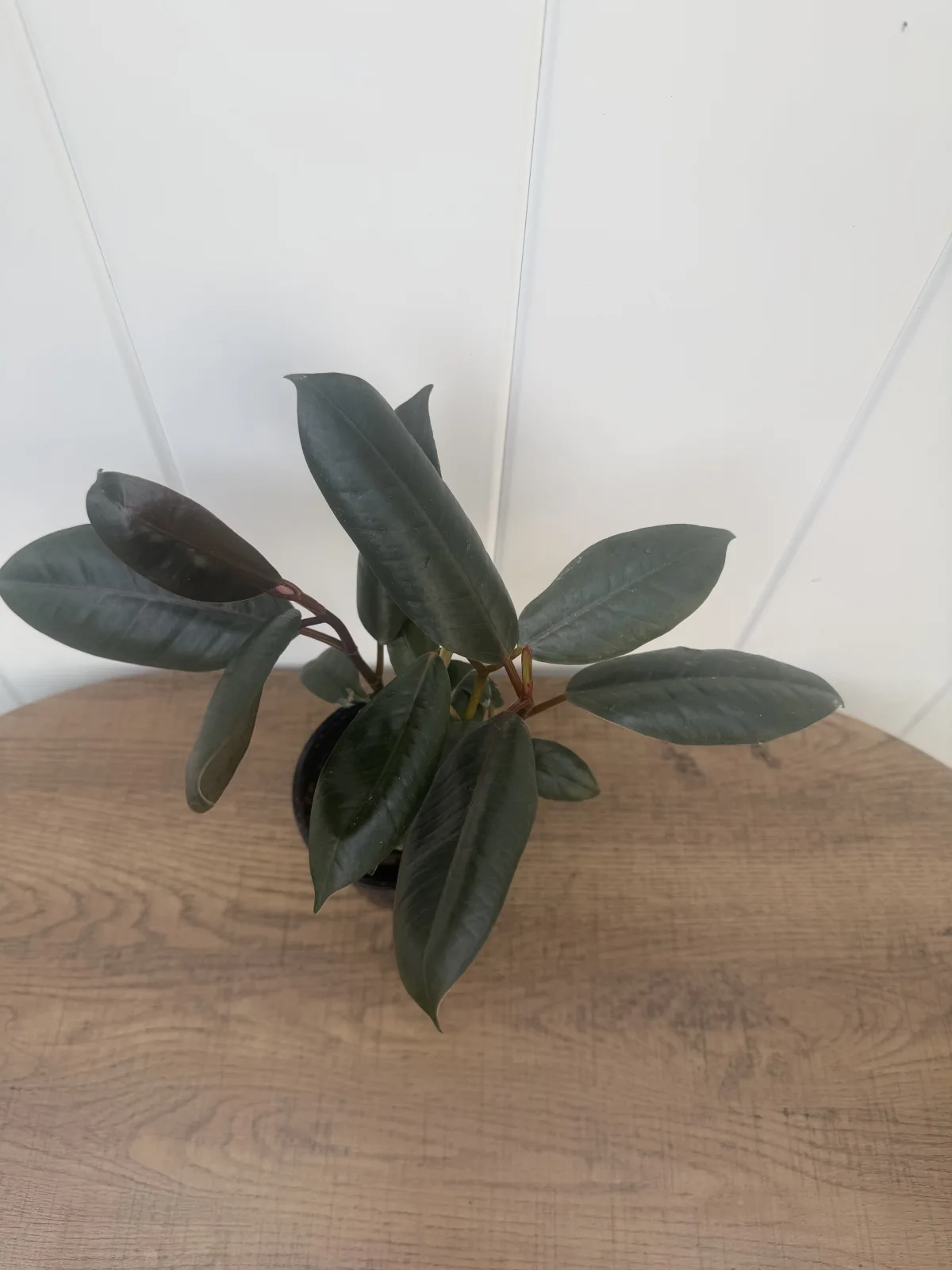 Burgundy Rubber Plant photo 2