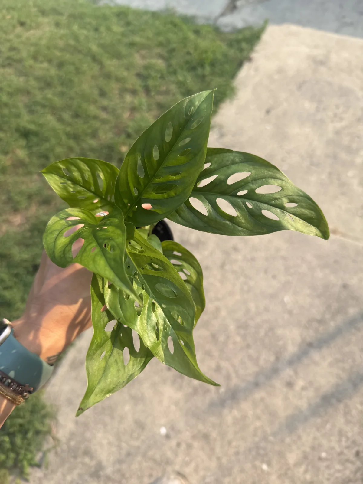 Swiss Cheese Vine