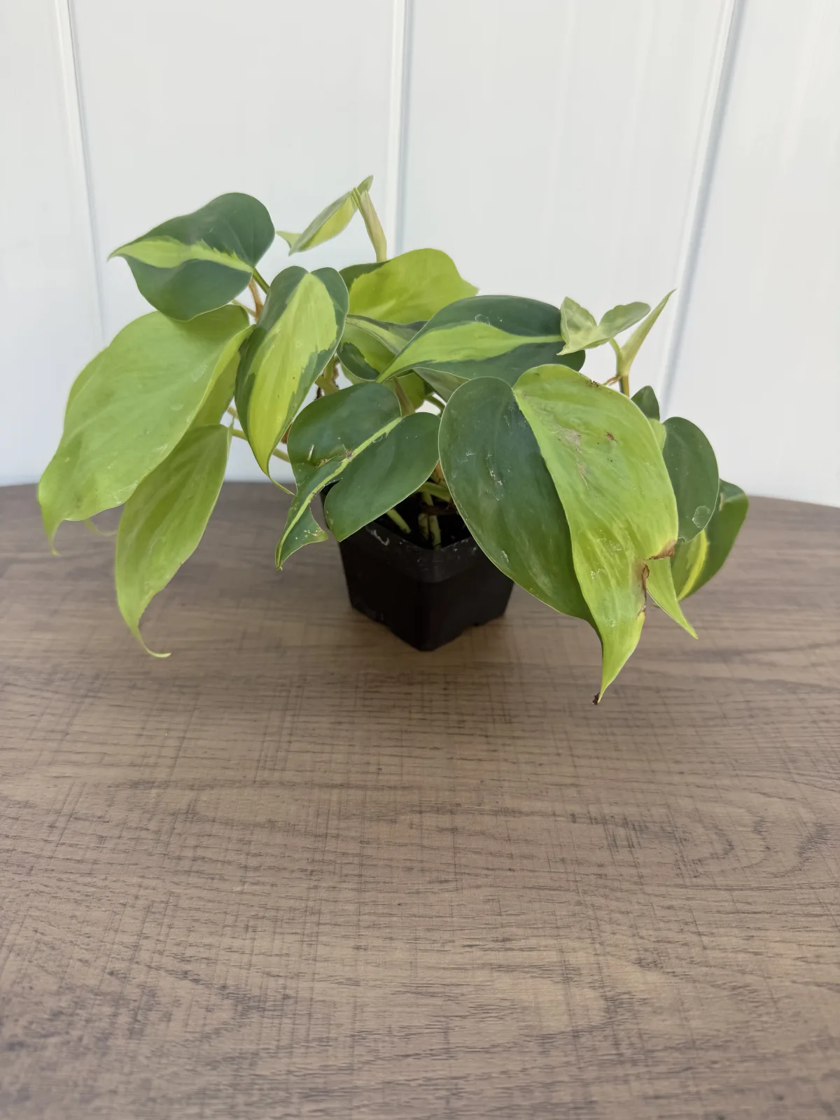Brasil Philodendron