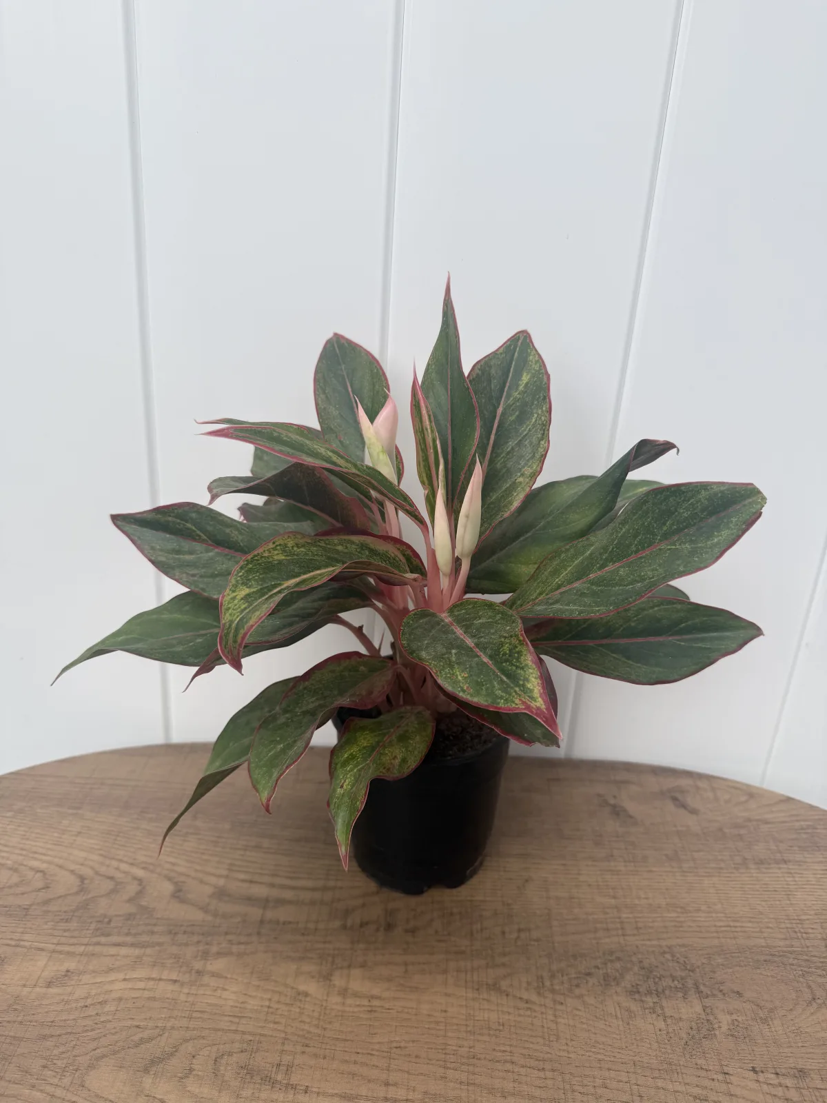 Red Chinese Evergreen