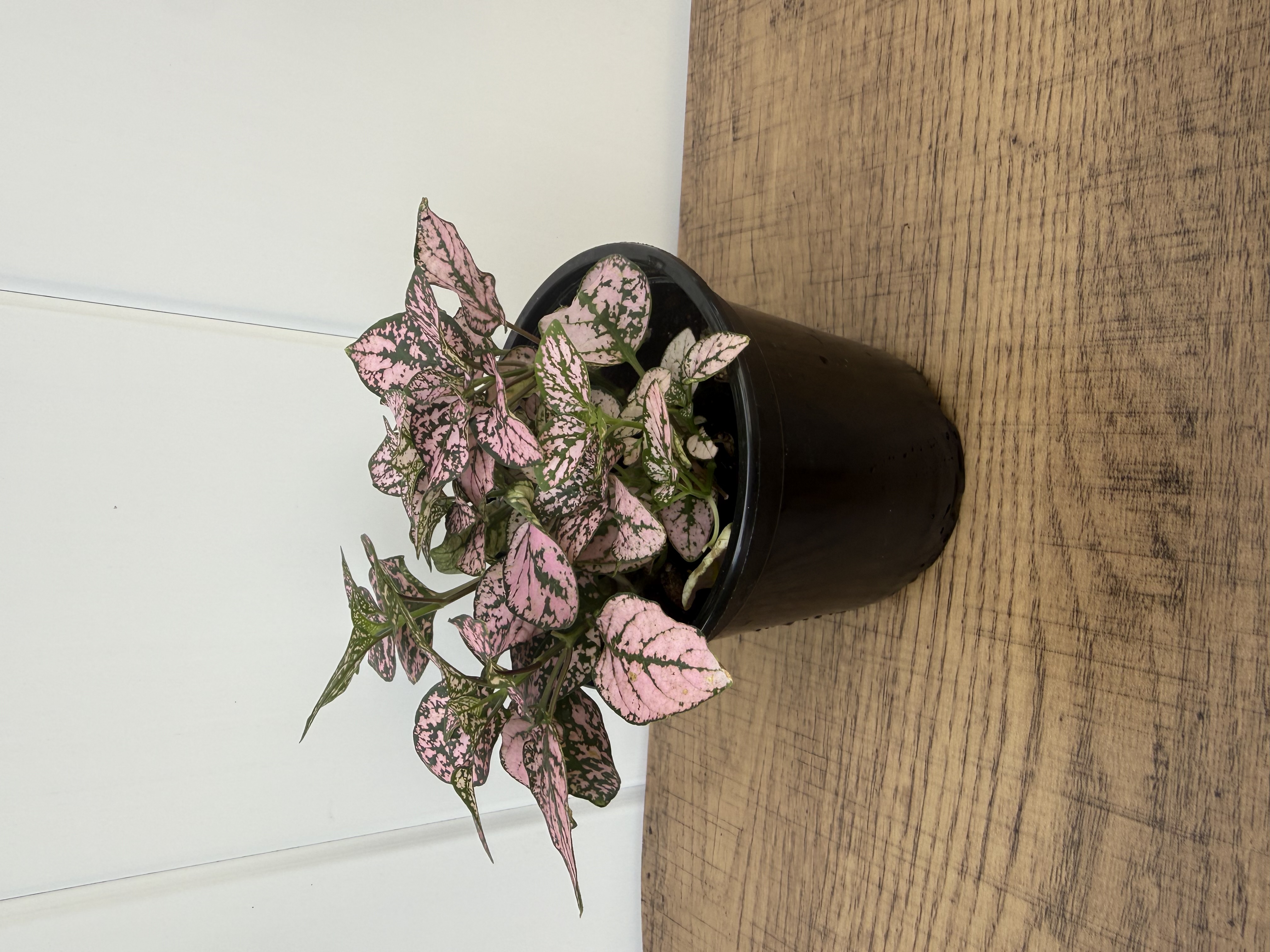 Pink Polka Dot Plant