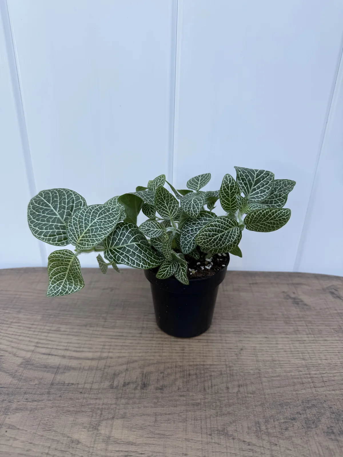 White Nerve Plant