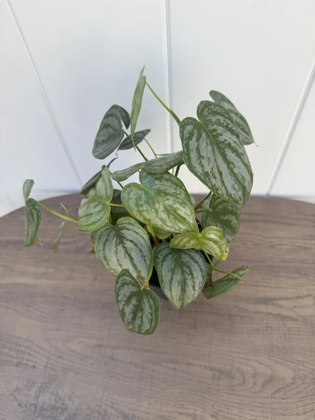 Philodendron Brandi photo 2