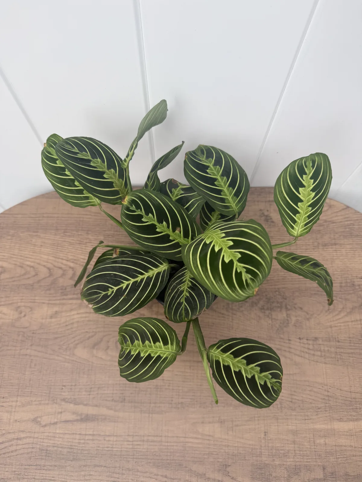 Lemon Lime Prayer Plant