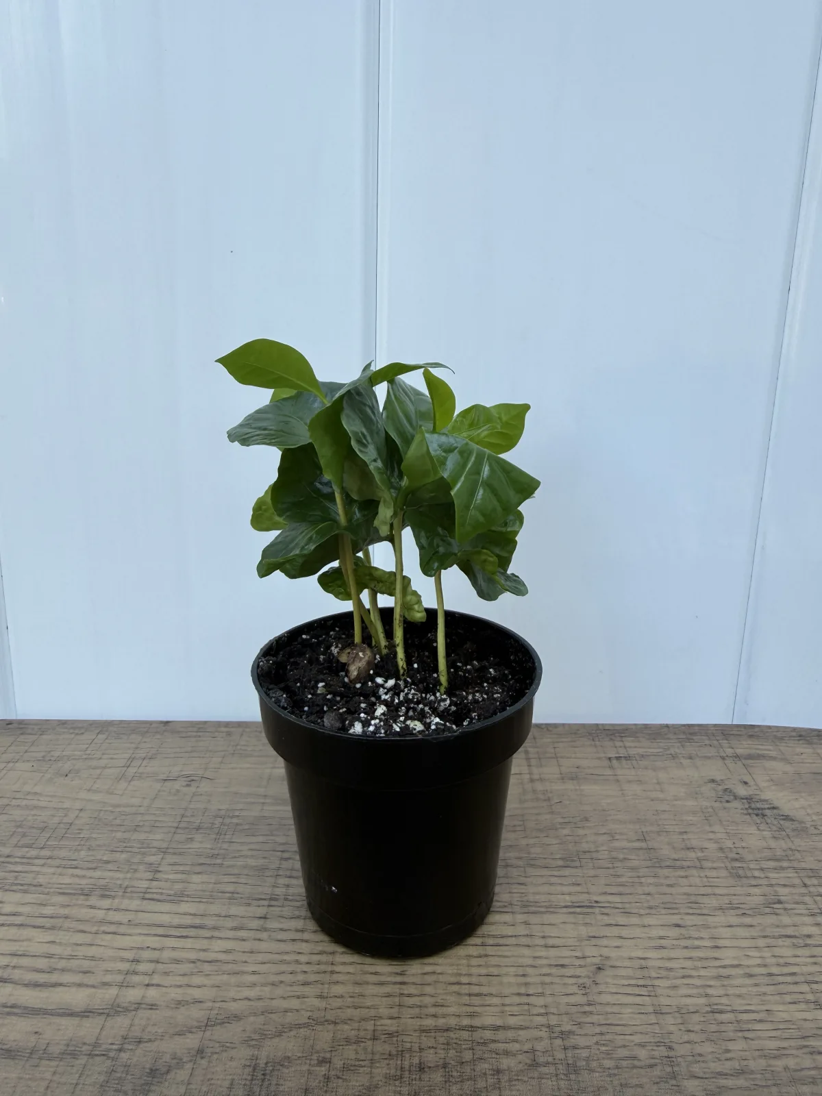 Coffee Plant