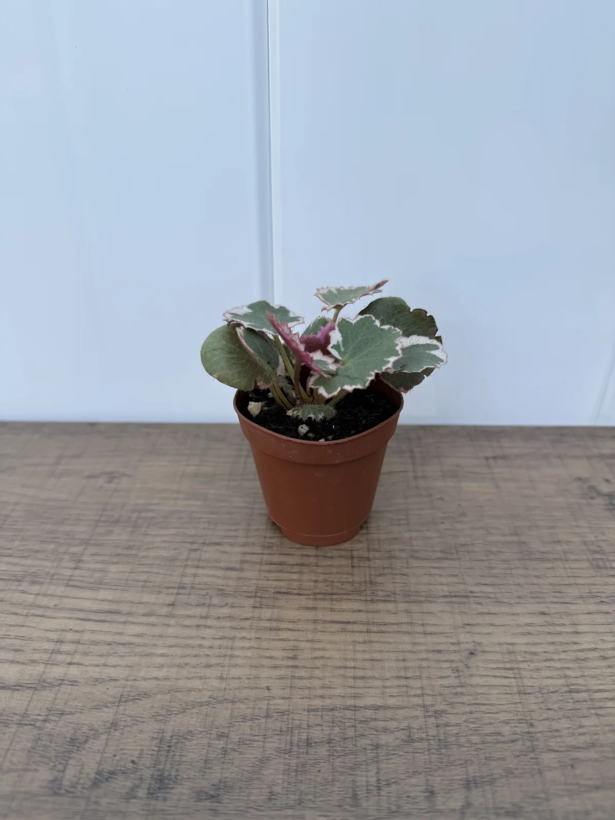 Variegated Strawberry Begonia photo 2