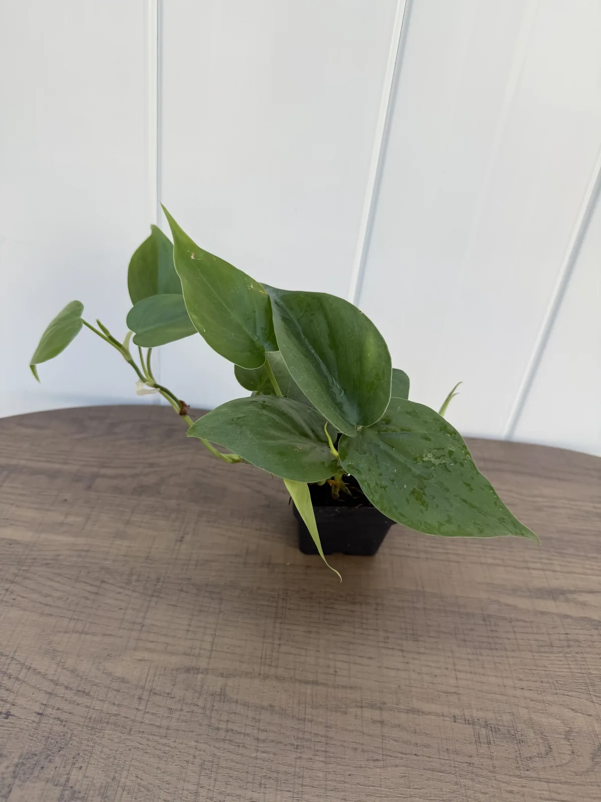 Heartleaf Philodendron