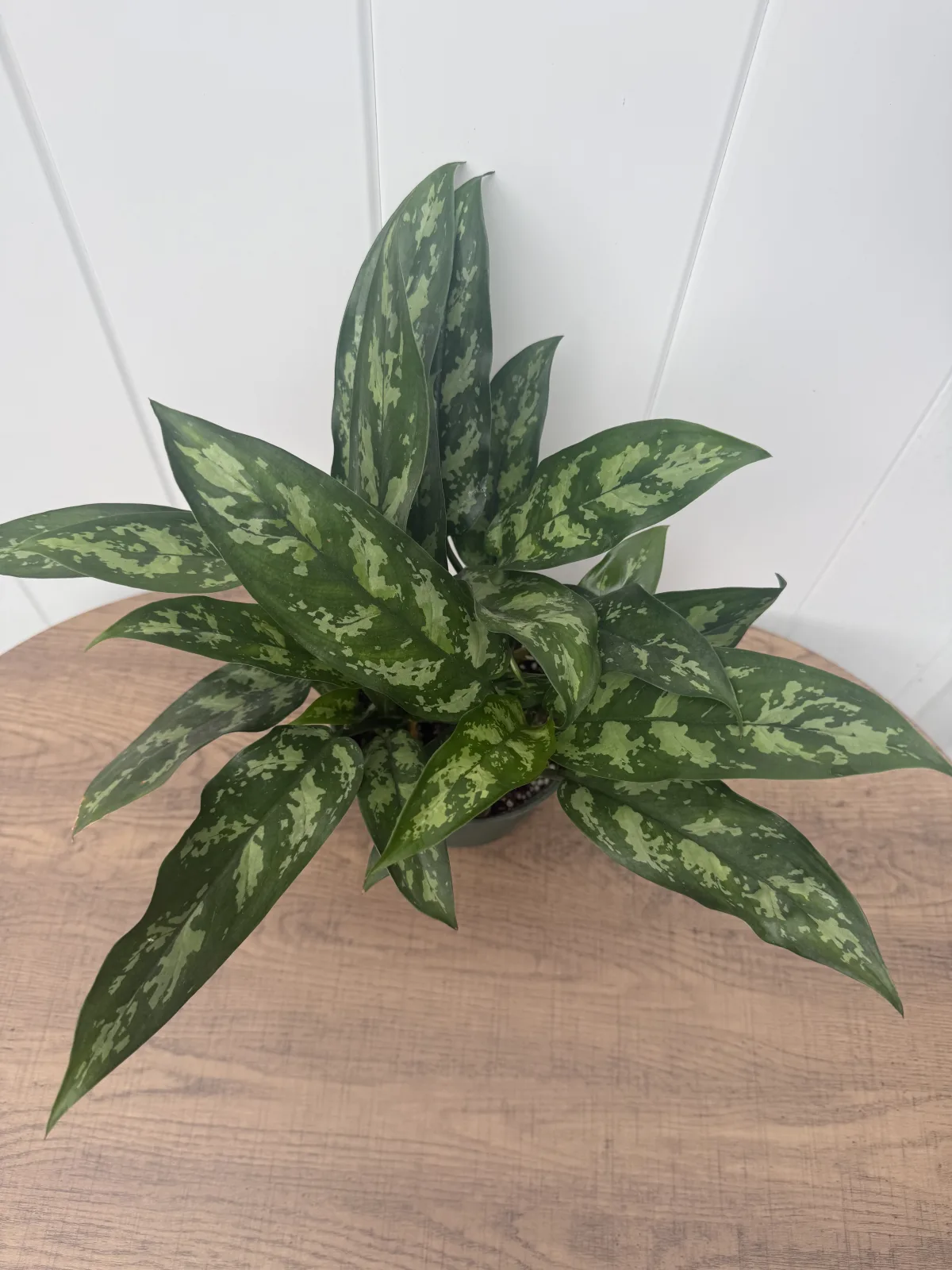 Maria Chinese Evergreen photo 2