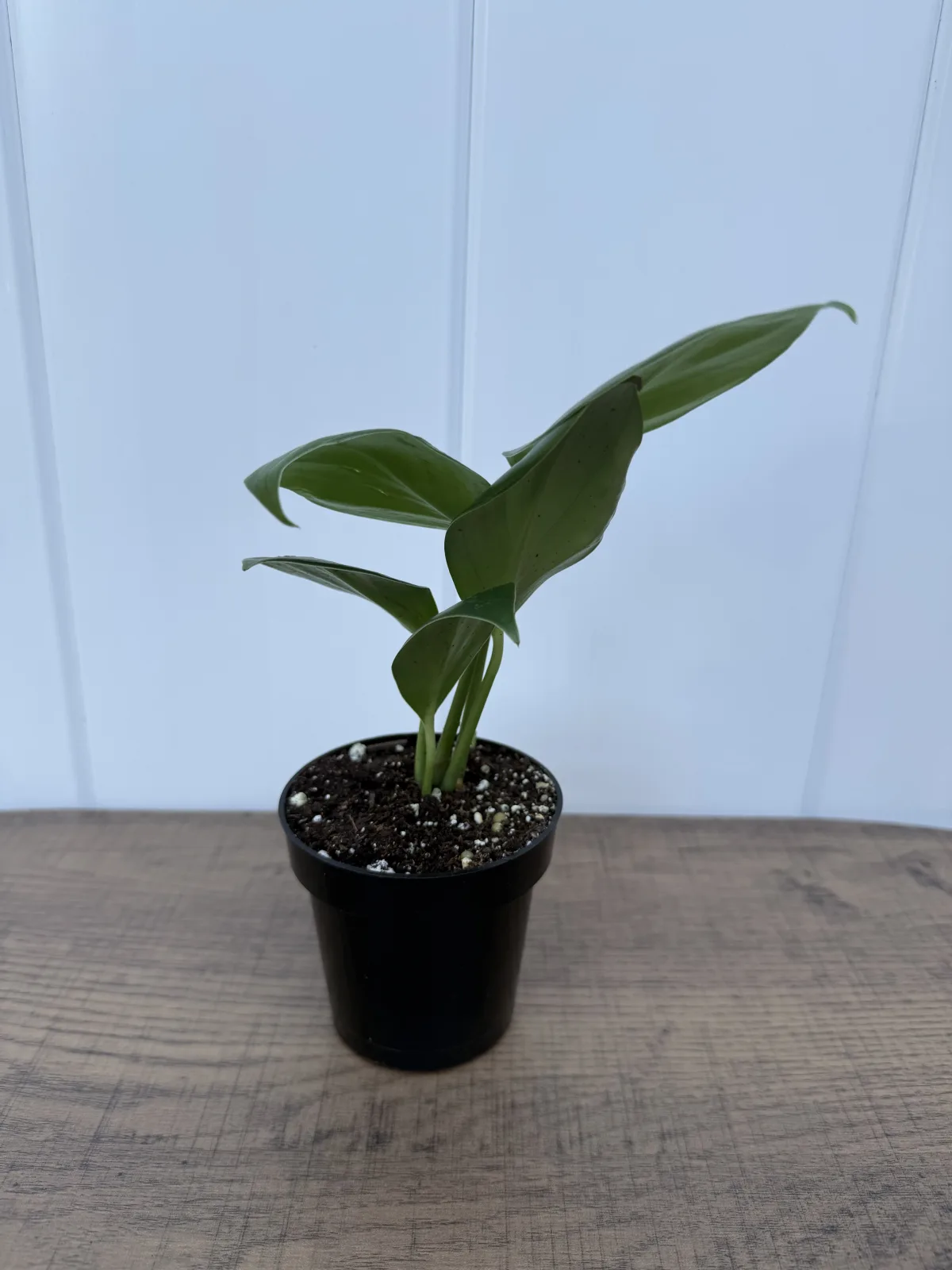 Dragon Tail Plant photo 2