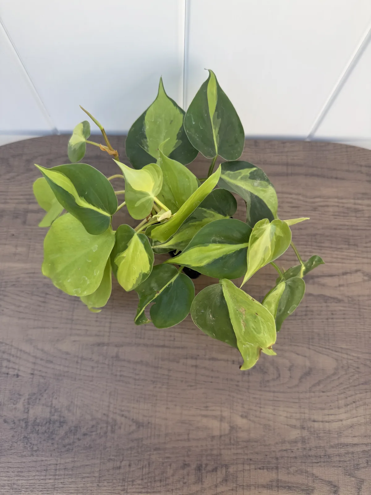 Brasil Philodendron photo 2