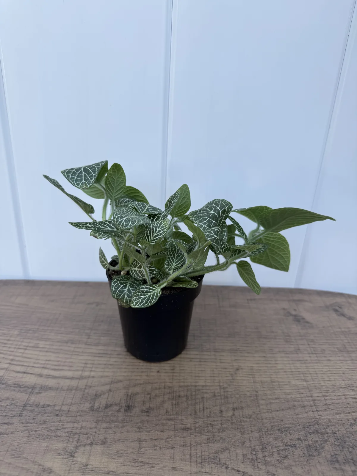 White Nerve Plant photo 2