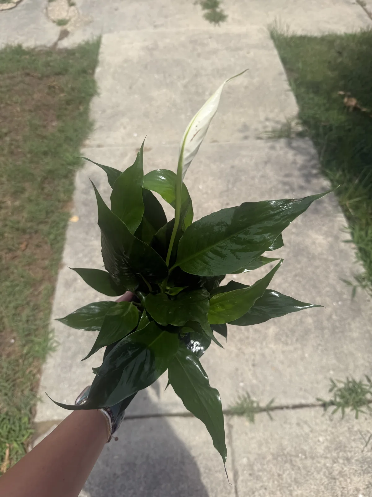 Peace Lily