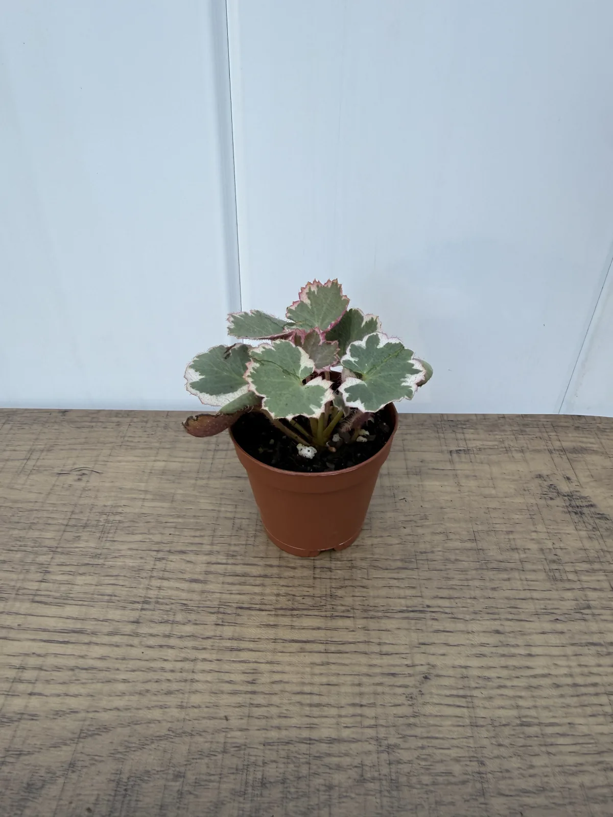 Variegated Strawberry Begonia
