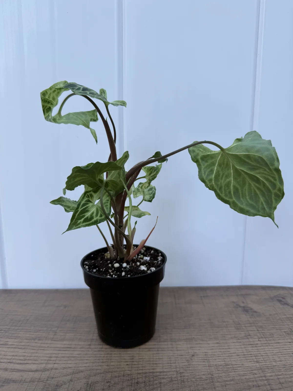 Batik Arrowhead Plant photo 2