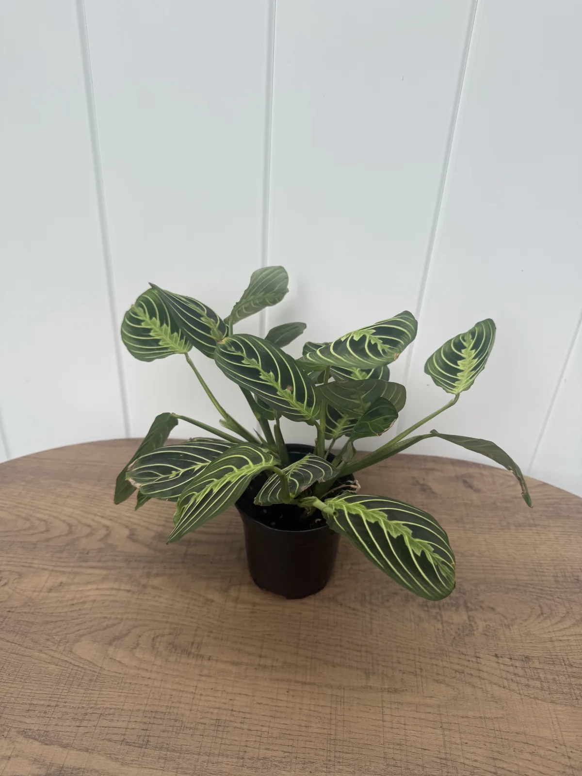 Lemon Lime Prayer Plant photo 2