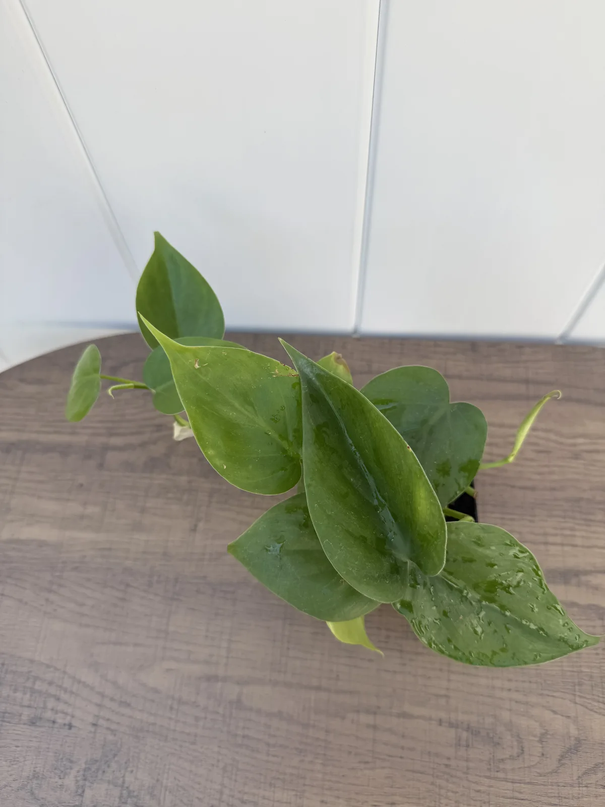 Heartleaf Philodendron photo 2