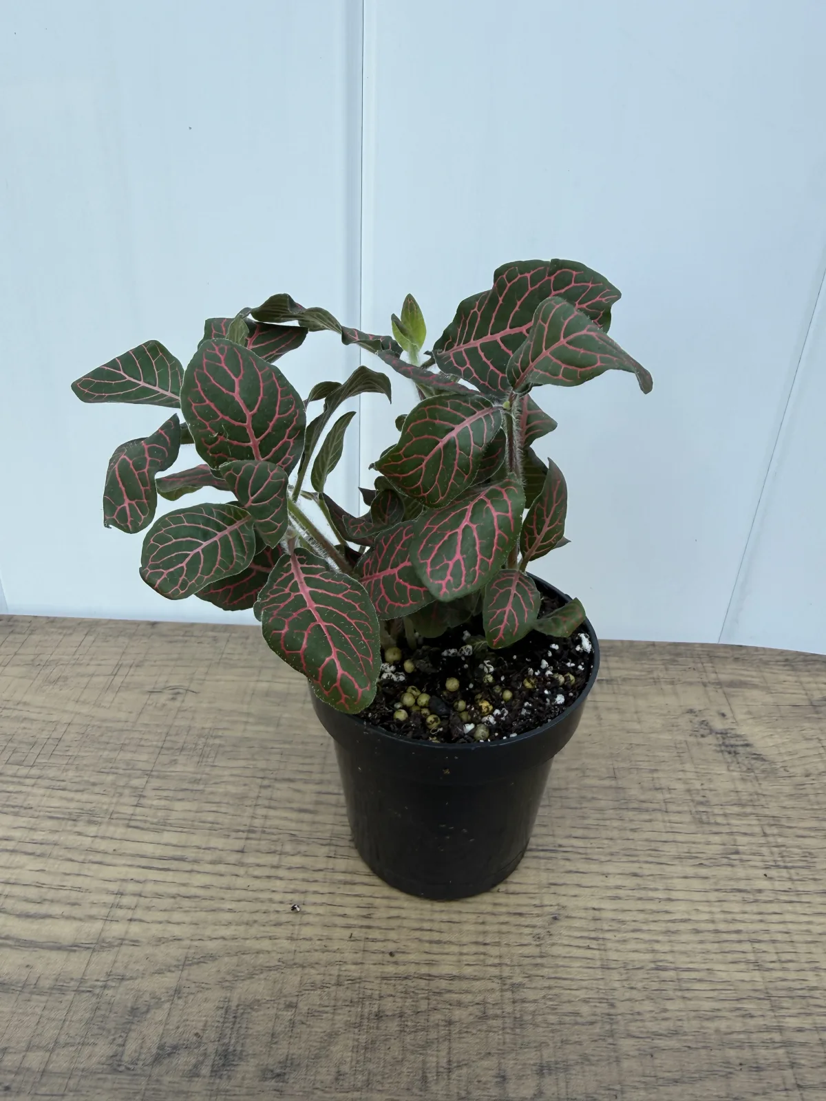 Red Nerve Plant