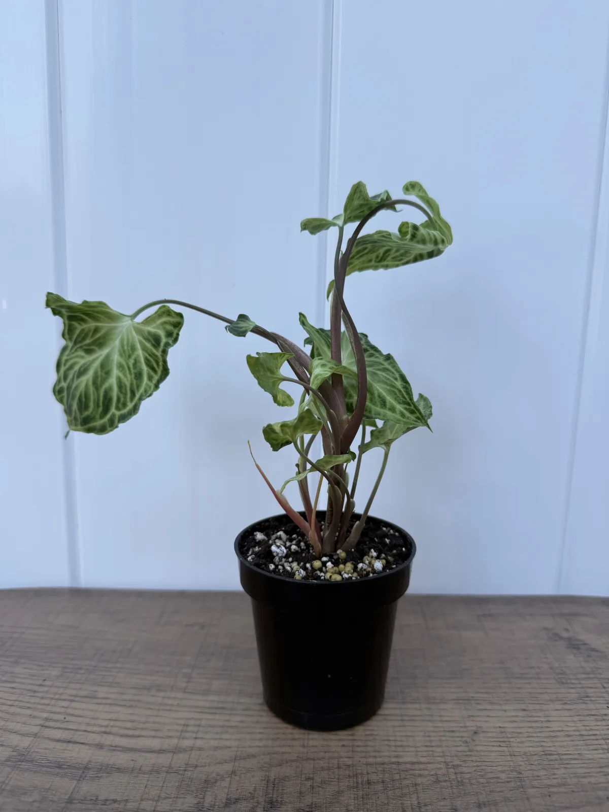 Batik Arrowhead Plant