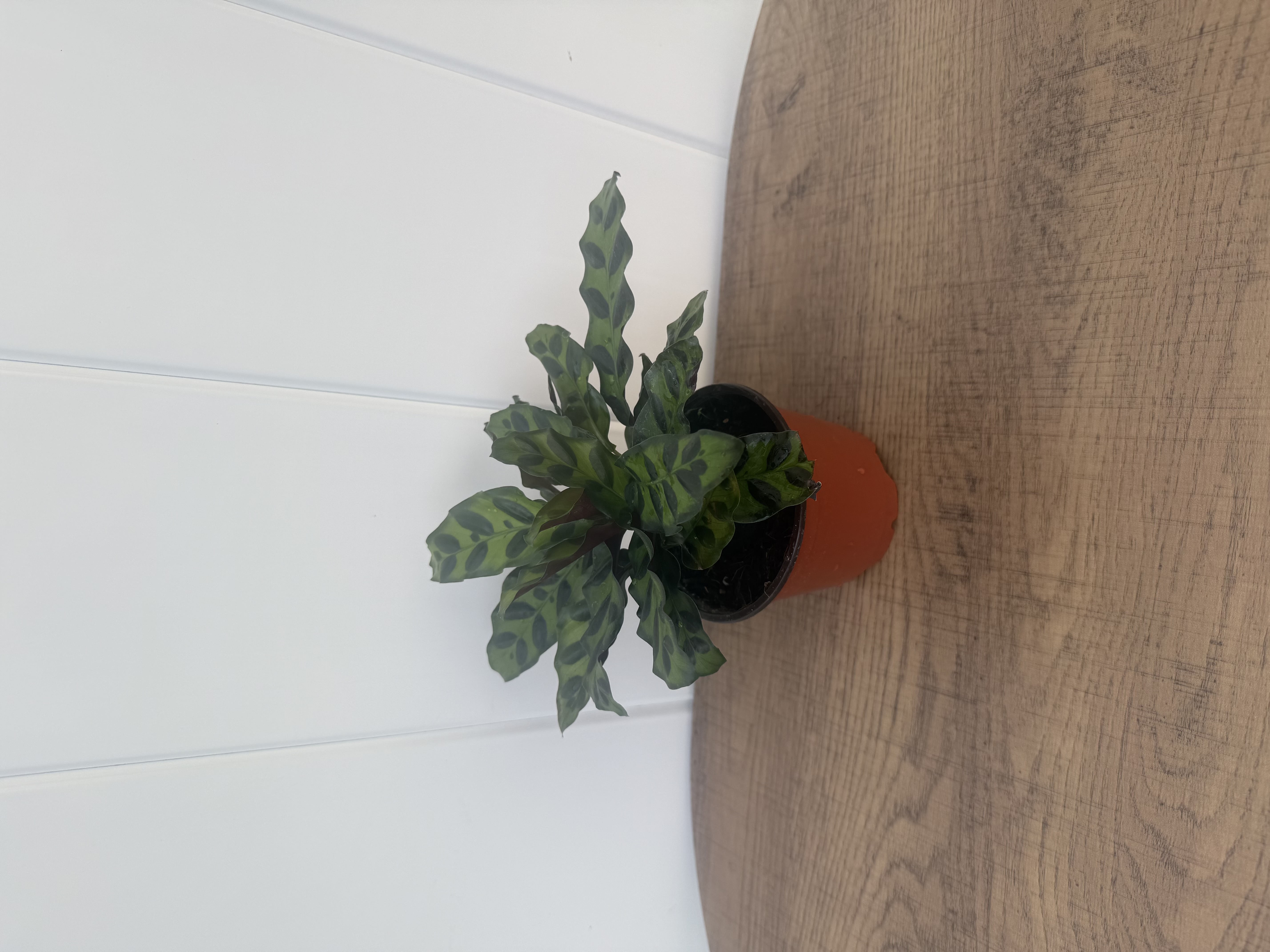 Rattlesnake Plant