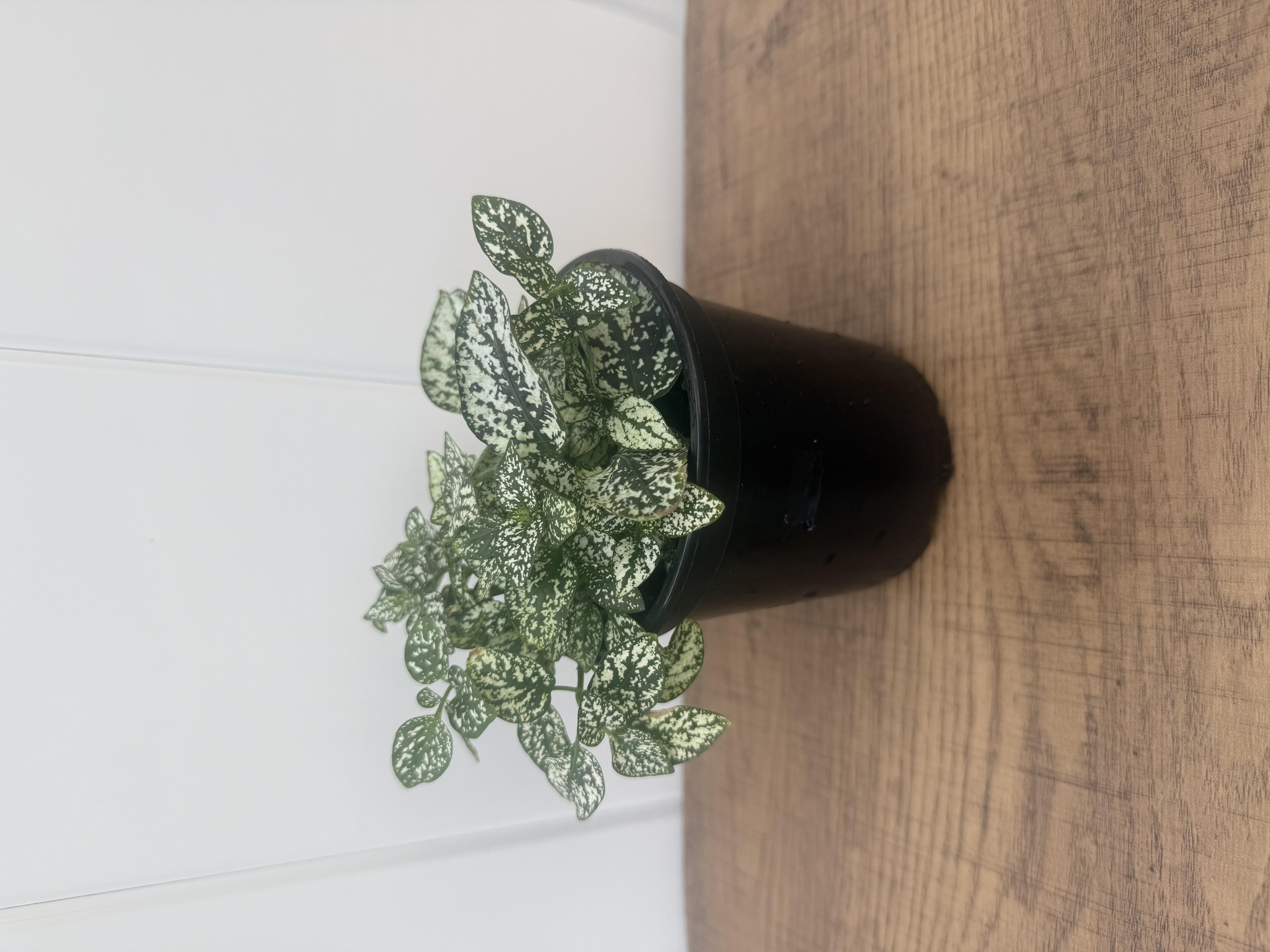 White Polka Dot Plant