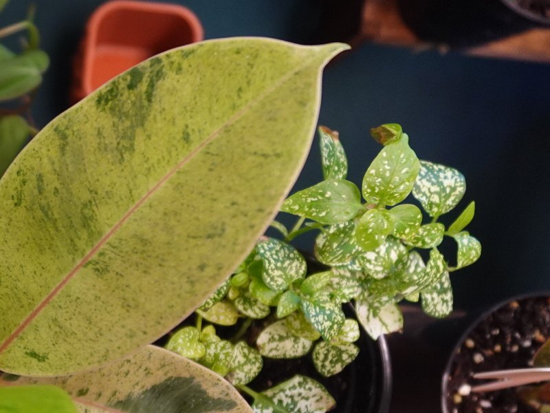 A broad variegated rubber plant leaf, cream and green, beside a speckled fittonia.