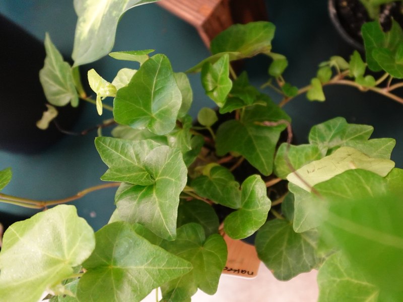 English ivy trailing over the edge of its pot, leaves overlapping.