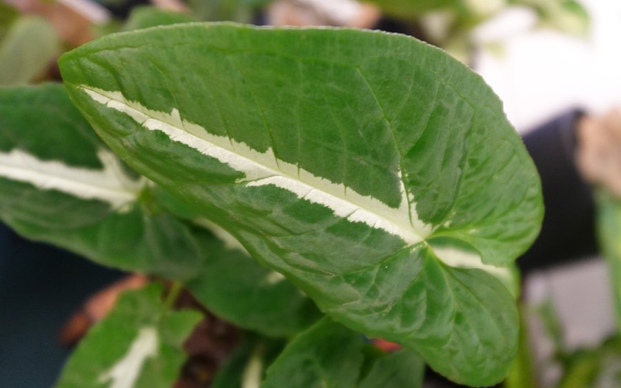 Close-up of an arrowhead plant leaf with a pale stripe down the centre vein.